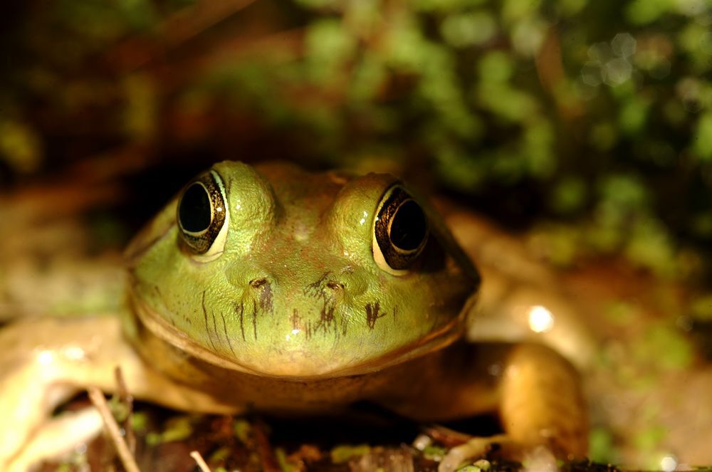 Close-up of a green bullfrog.