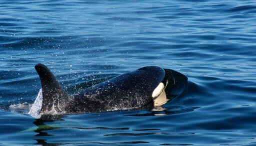 Close-up of an orca whale swimming through the ocean.