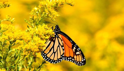 Close-up of a monarch butterfly on a cluster of yellow flowers.