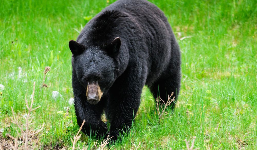 Black bear walking through a green field.