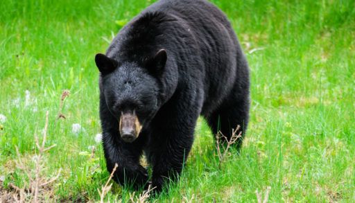 Black bear walking through a green field.