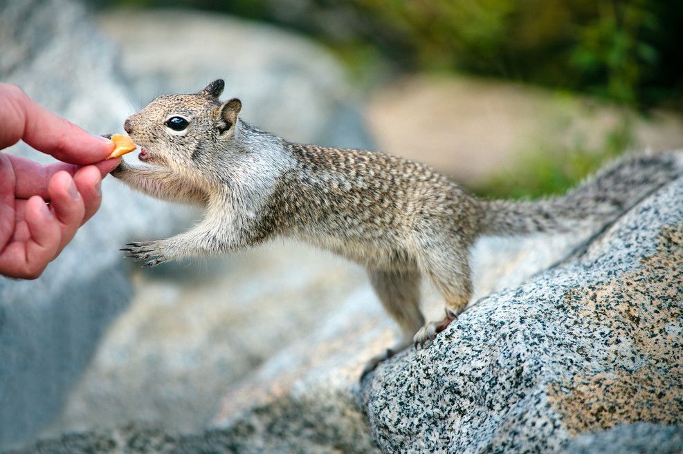 Close-up of a squirrel taking food from a person's hand.