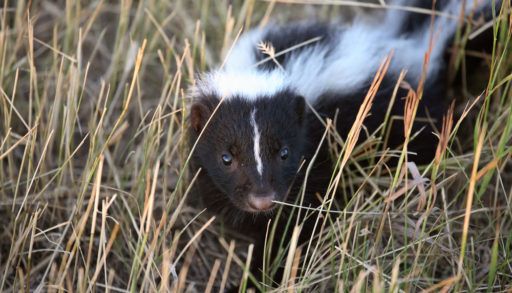 Close-up of a skunk in a grassy field.