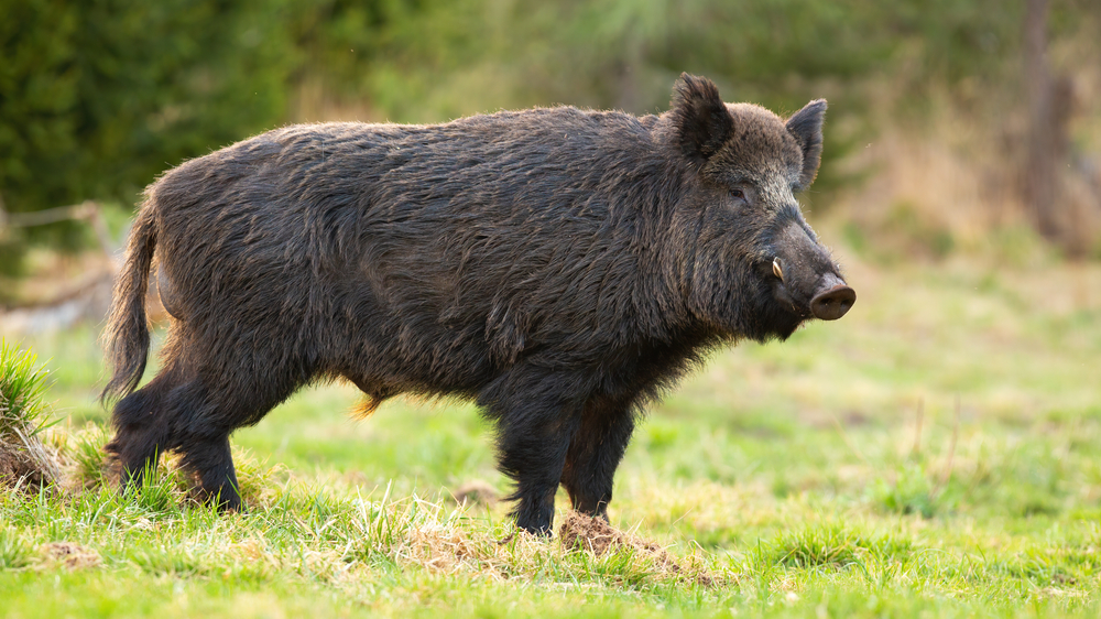 Close-up of a dark-brown wild boar standing in a grassy field.