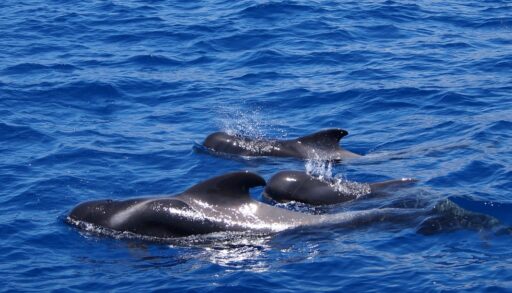 Three pilot whales swimming in the ocean.