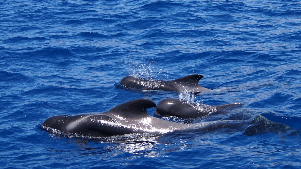 Three pilot whales swimming in the ocean.