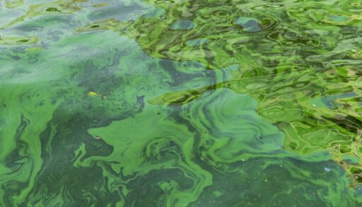 Close-up of blue-green algal blooms in a lake.