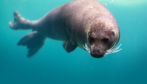 Close-up of a brown harbour seal underwater.
