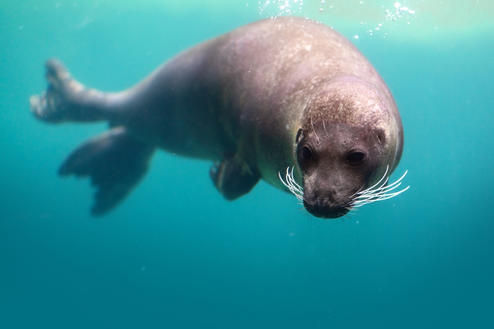 Close-up of a brown harbour seal underwater.