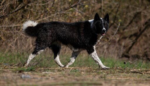 A black and white Karelian bear dog running in a grassy field.