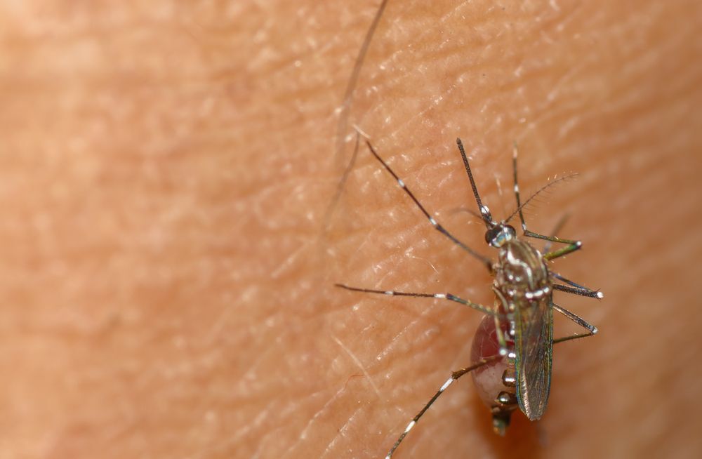 Close-up of a mosquito on a person's skin.
