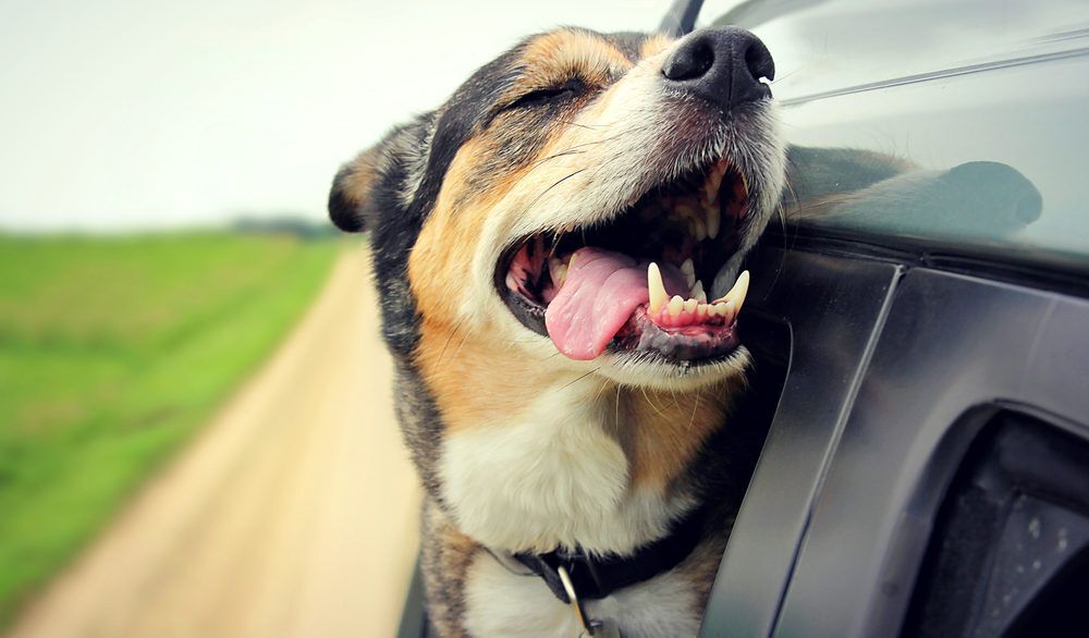 A tan, black and white dog sticking its head out car window.