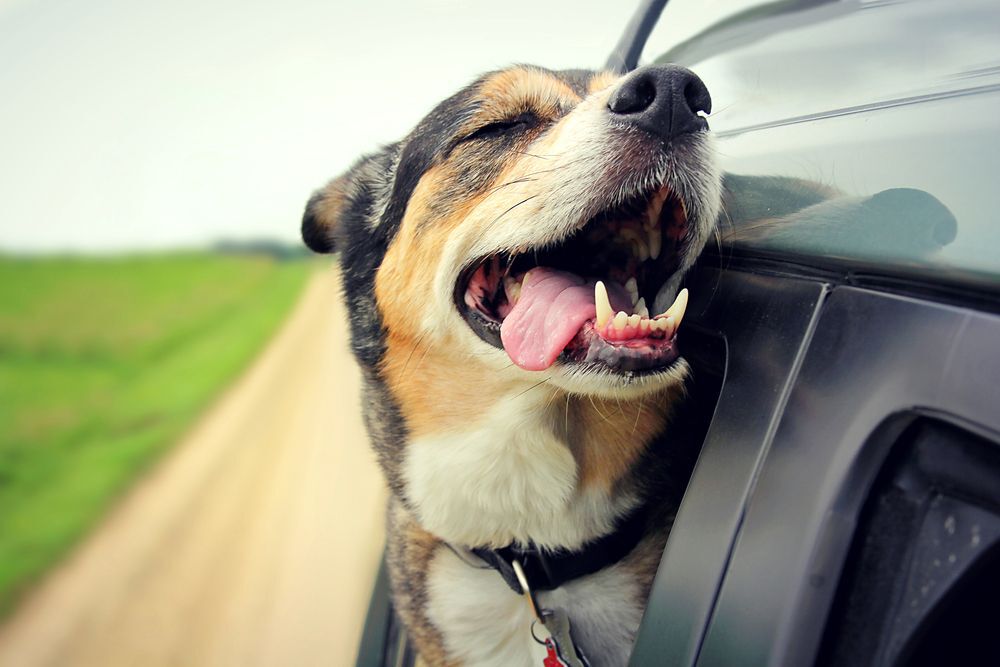 A tan, black and white dog sticking its head out car window.