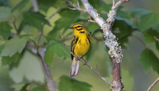 Yellow and black Prairie Warbler sitting on a tree branch.