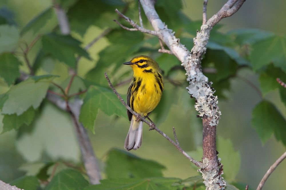 Yellow and black Prairie Warbler sitting on a tree branch.