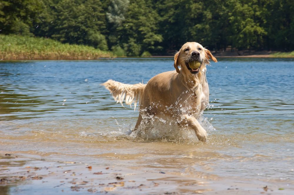 Golden retriever holding a ball in its mouth running out of a lake.