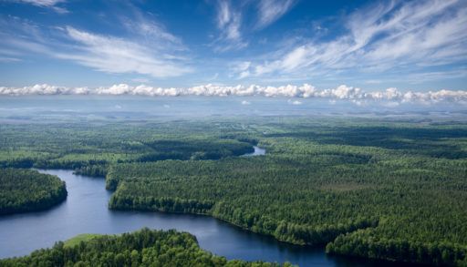 Aerial view of river running through a forest.