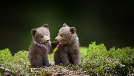Close-up of two baby brown bears sitting in a forest.