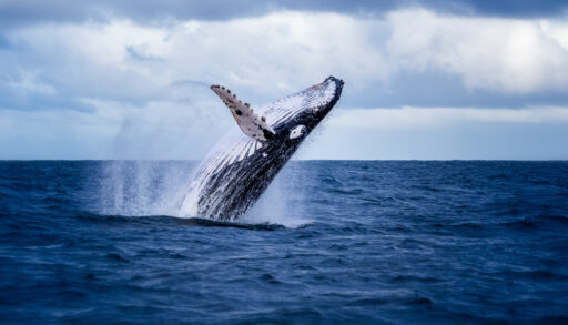 A humpback whale breaching the ocean with water spraying in the air.