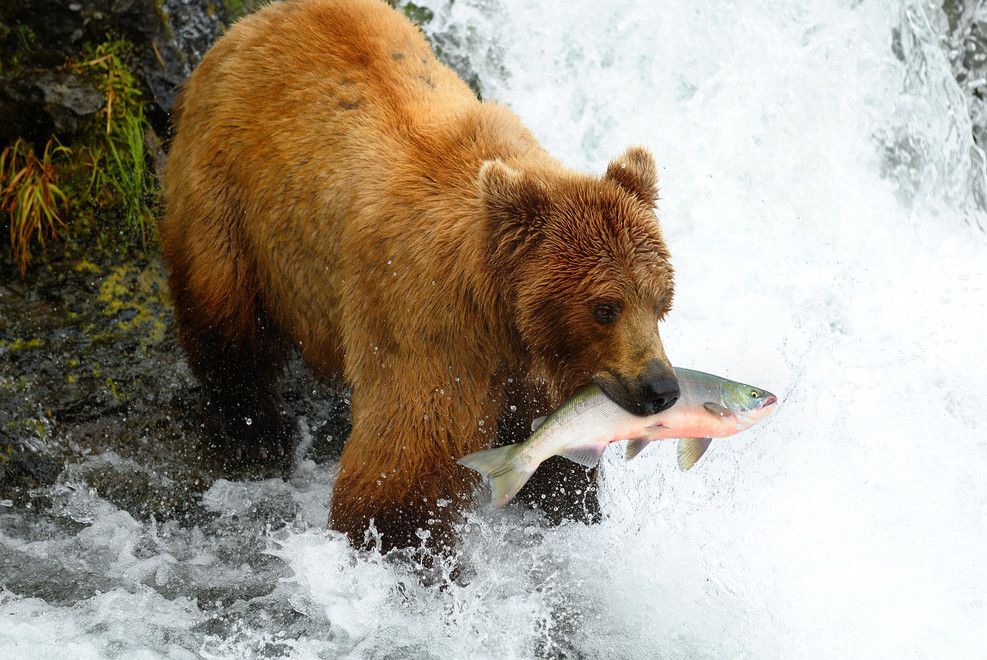 A grizzly bear standing on the edge of a waterfall with a fish in its mouth.