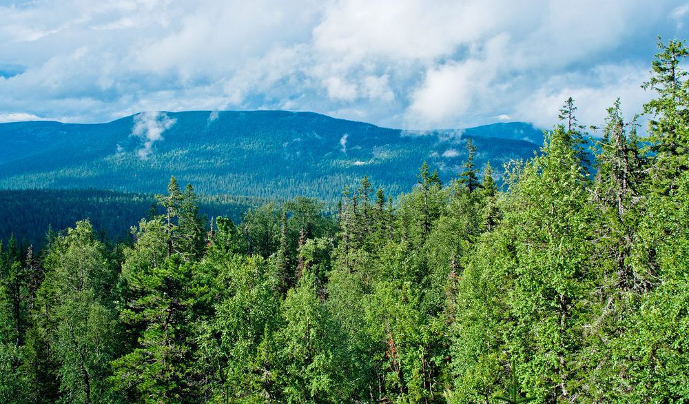 Green boreal forest with a mountain in the background.