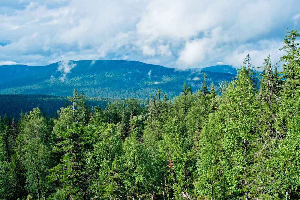 Green boreal forest with a mountain in the background.