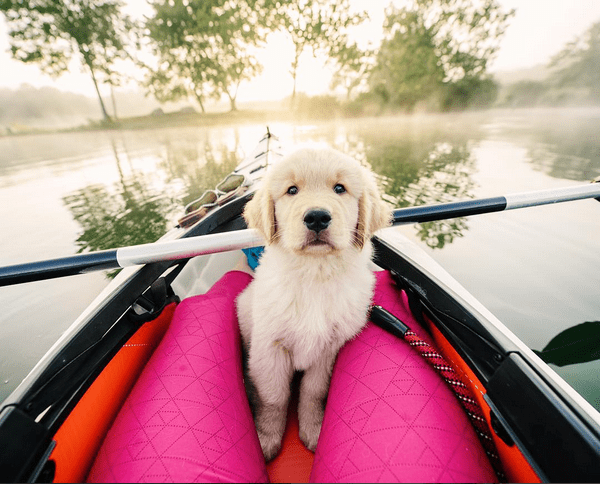 Koa the Golden Retriever