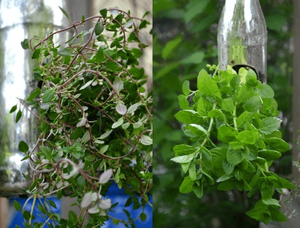 Miniature herb garden