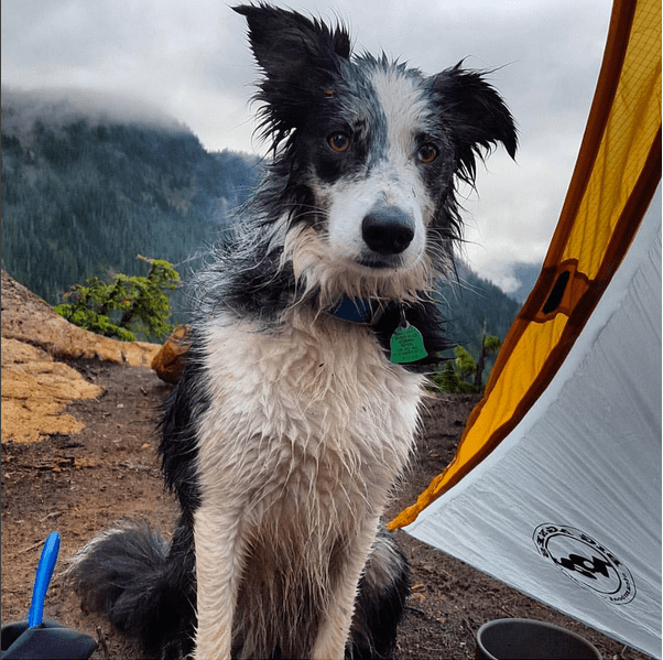 Nym the Border Collie
