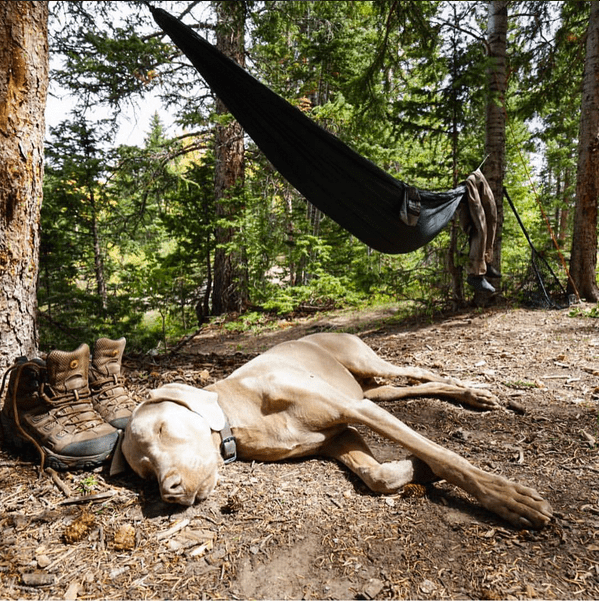 Captain shark the Weimaraner