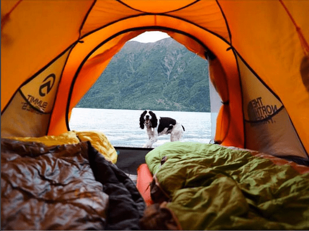 Gimli the Springer Spaniel