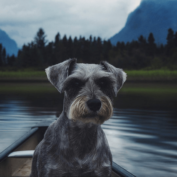 Keaton the Schnauzer