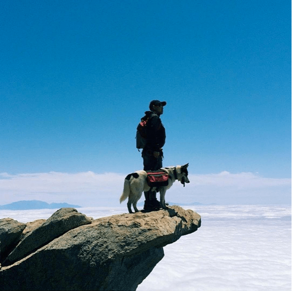 Max the Gerberian Shepsky