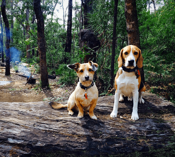Sargent the Beagle and Ticki the Terrier