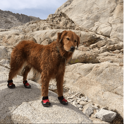 Isabelle the mini Golden Retriever