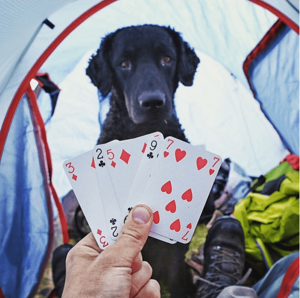 Kaffe the Curly Coated Retriever