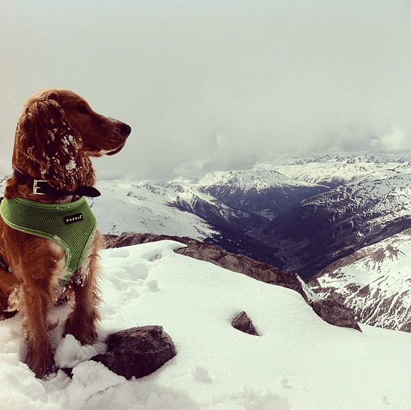 Barney the English Cocker Spaniel Barney the English Cocker Spaniel