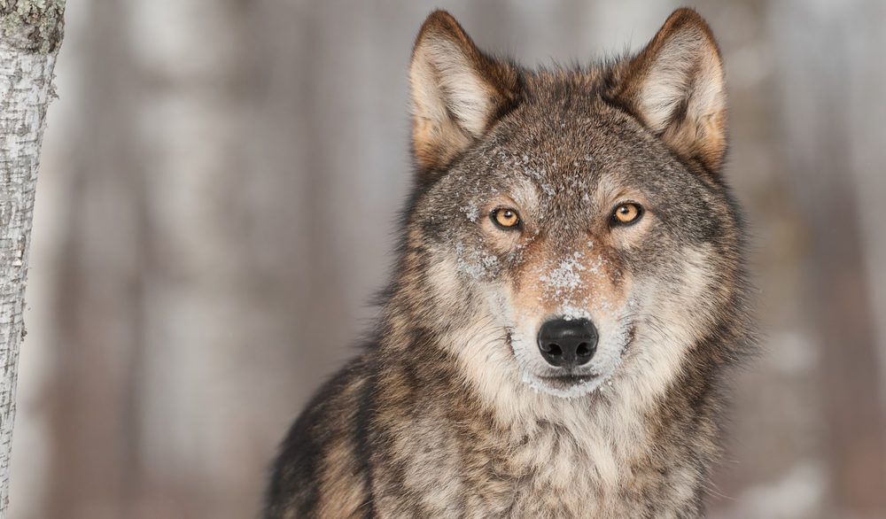 Close-up of a grey wolf standing in a snowy forest.