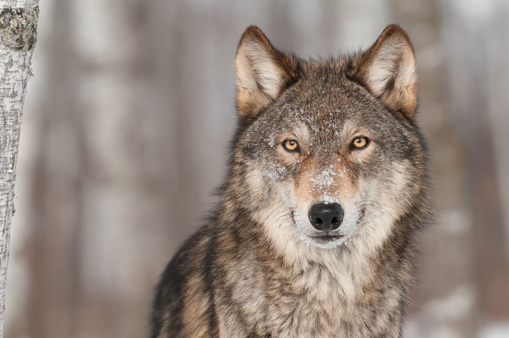 Close-up of a grey wolf standing in a snowy forest.
