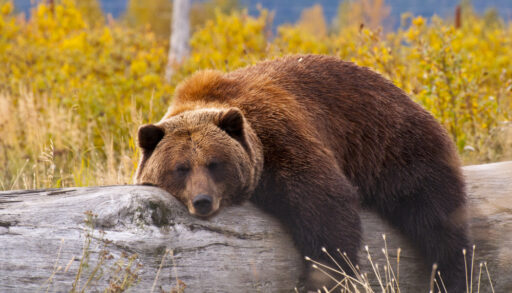 Grizzly bear sleeping on a log with yellow trees in the background.