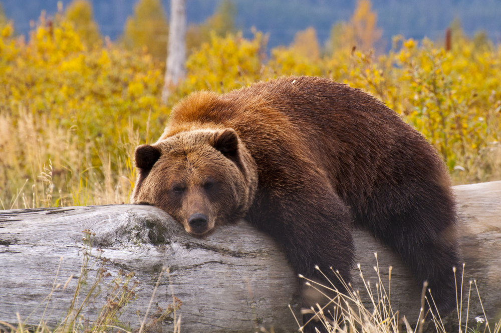 Grizzly bear sleeping on a log with yellow trees in the background.