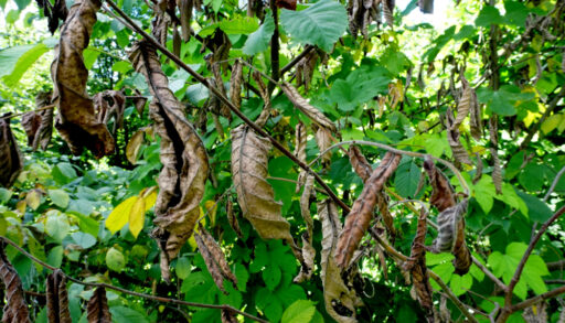 Close-up of dead leaves on a Dutch elm tree suffering from Dutch elm disease.