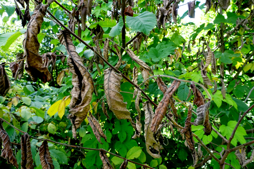 Close-up of dead leaves on a Dutch elm tree suffering from Dutch elm disease.