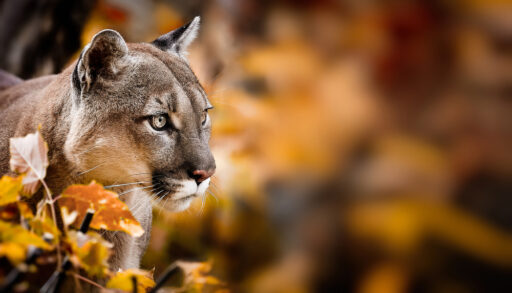 Close-up of a cougar standing next to a cluster of orange leaves.