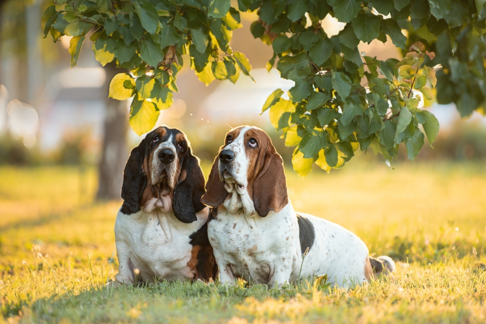 Two hound dogs sit under a leafy, green tree.