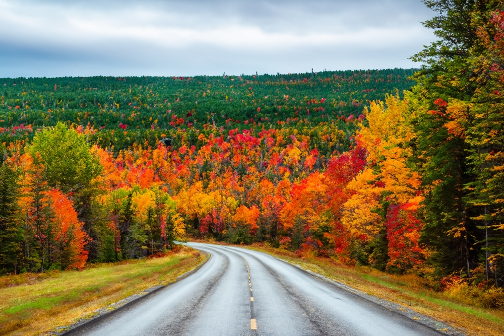 A road surrounded by red, yellow, orange and green trees.