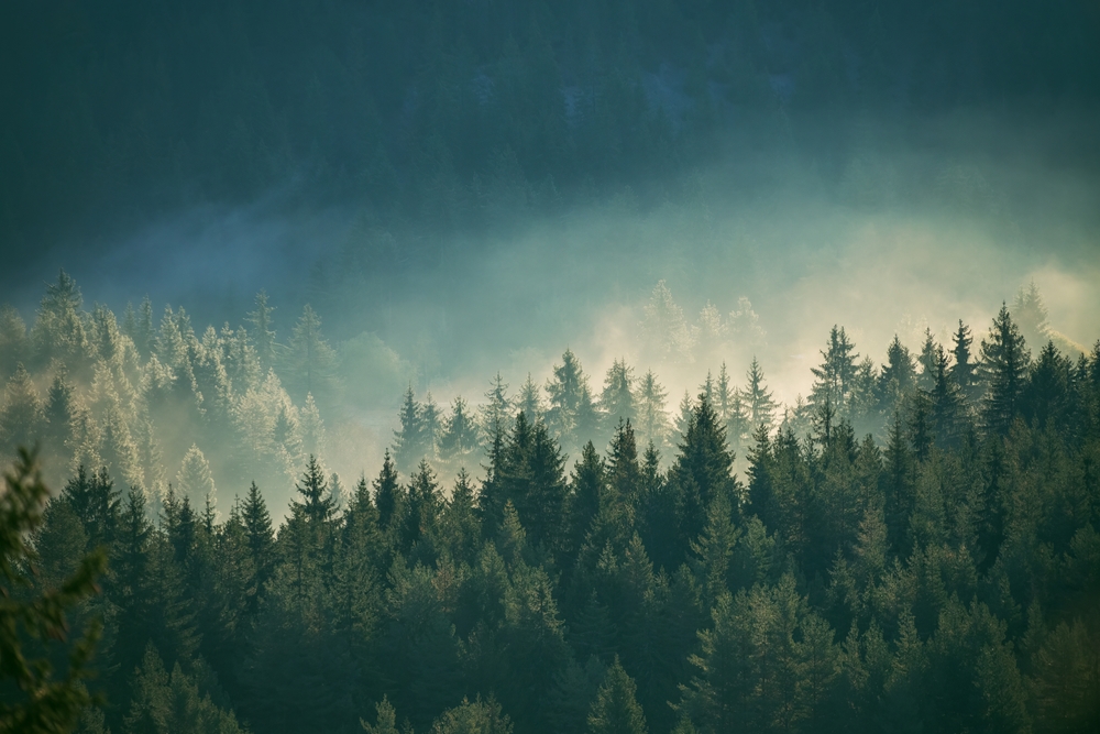 Green pine trees on a misty hillside.