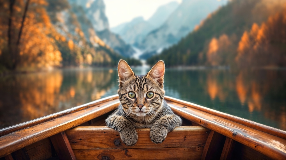 Close-up of a tabby cat sitting in a canoe on a lake surrounded by an autumn forest and mountains.