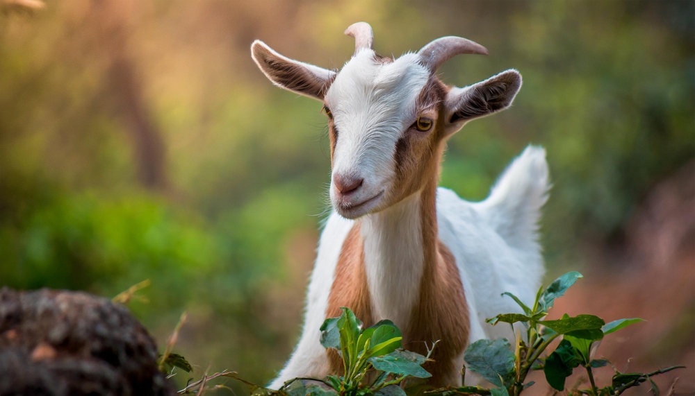 Close-up of a brown and white goat standing next to a rock and green plants.