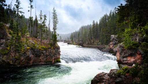 A river roaring between a forest of pine trees in Yellowstone National Park, Montana.